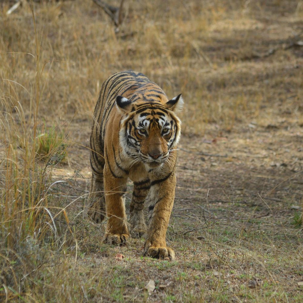 Rajasthan Comfort Tour